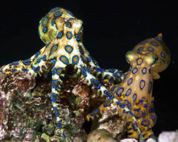 Blue-Ringed Octopus